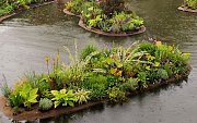 Baltimore dock with ornamental plants and flowers