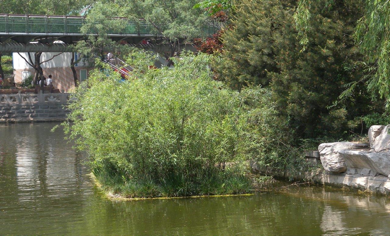 Small bushy floating island in an urban park, China