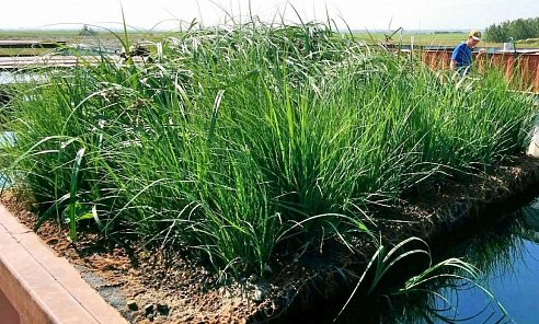 Thriving wetland plants on BioHaven floating island at wastewater test facility