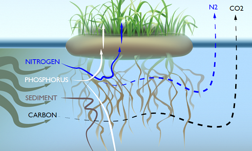 BioHaven floating wetland, island, wastewater study