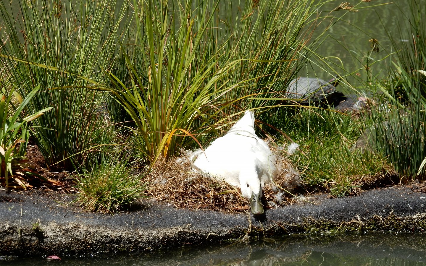 Wildlife habitat; waterfowl on a nest on floating island