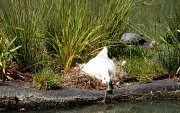 Wildlife habitat; waterfowl on a nest on floating island