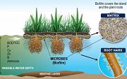 Diagram of a functioning BioHaven floating treatment wetland